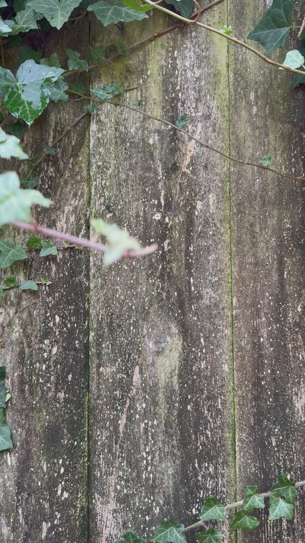 Handmade Wooden Bird Box for Great Tits & House Sparrows – Weatherproof Nesting Box for UK Gardens