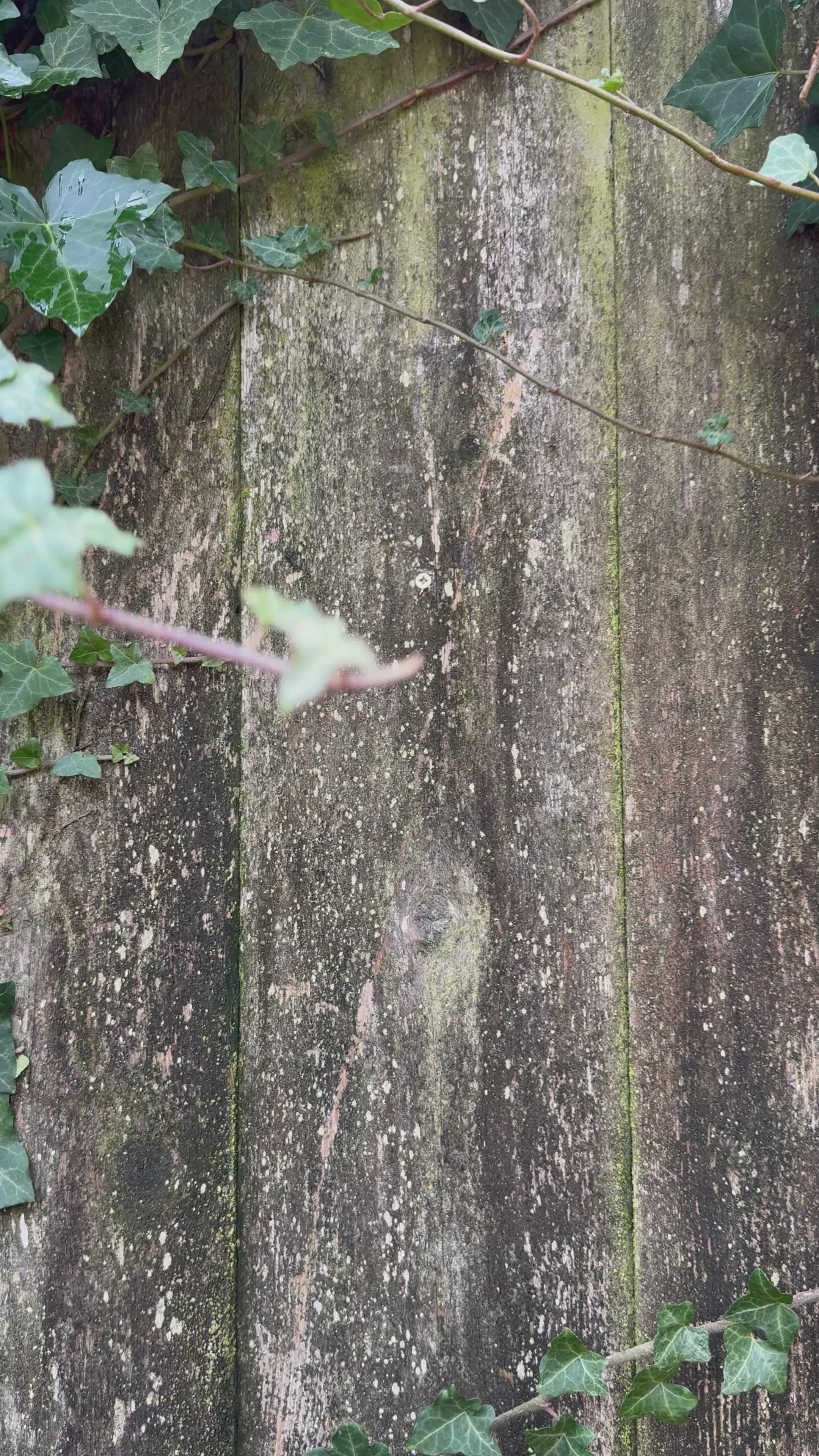 Handmade Wooden Bird Box for Great Tits & House Sparrows – Weatherproof Nesting Box for UK Gardens