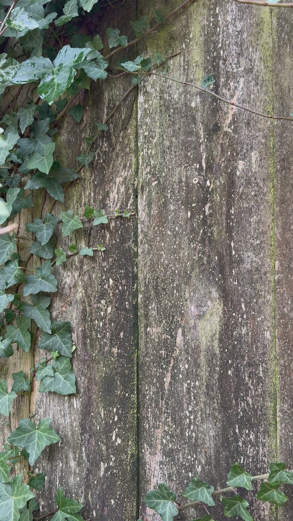 Robin/Blackbird nesting box