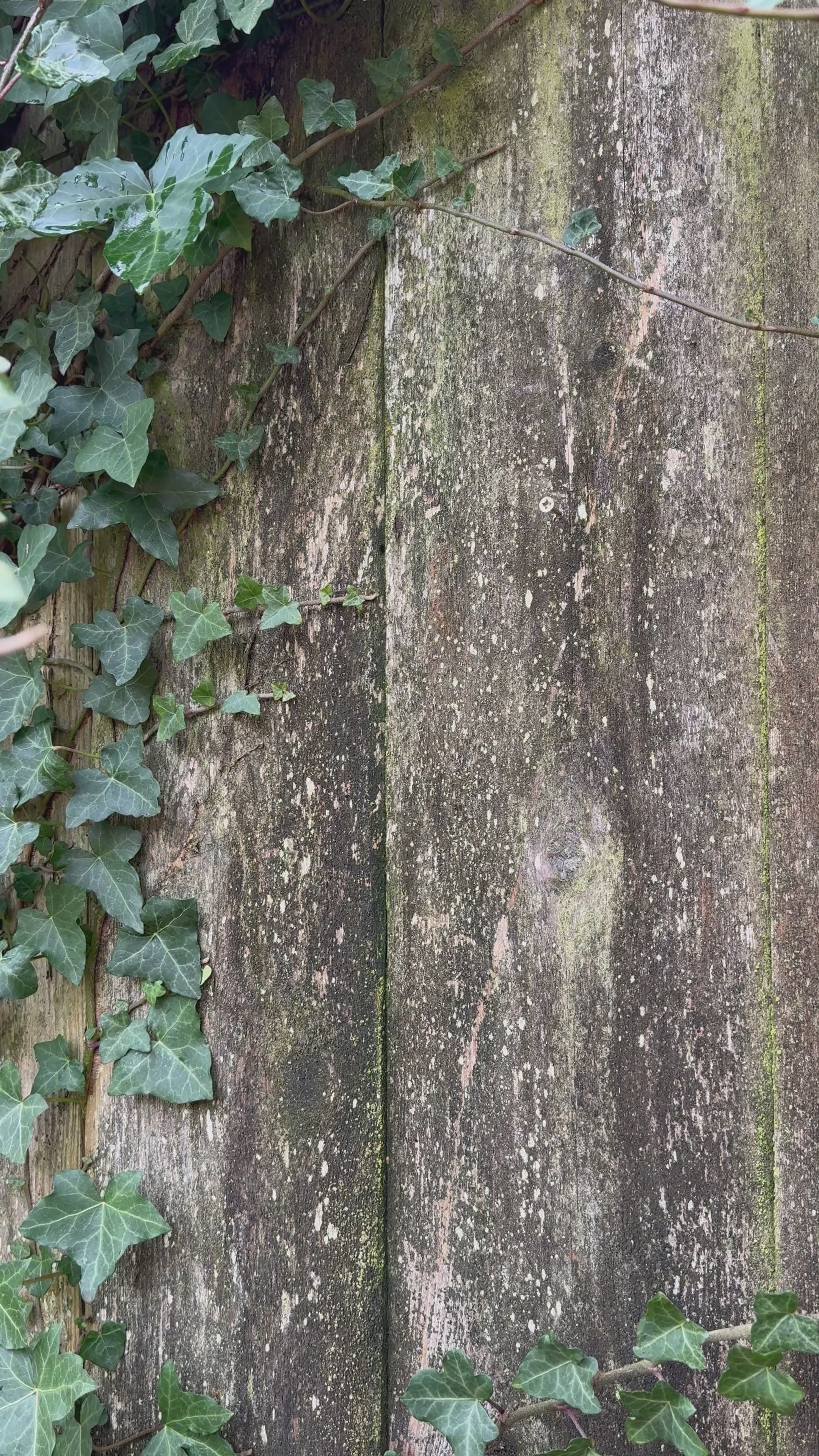 Robin/Blackbird nesting box